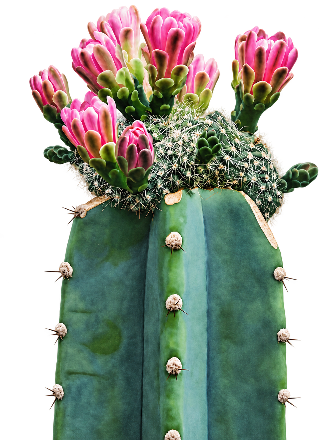Cactus con flores rosas recortado sobre fondo transparente